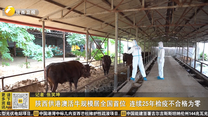 陕西供港澳活牛规模居全国首位 连续25年检疫不合格为零
