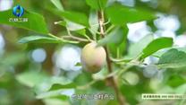 中国农资秀（2026-08-19）