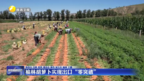 榆林胡萝卜实现出口“零突破”