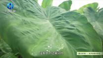 中国农资秀（2026-08-26）