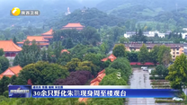 30余只野化朱鹮现身周至楼观台