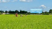 一粒米里藏着“一田双收”：南县稻虾米凭什么“香”到全国？