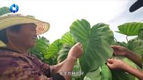 中国农资秀（2026-08-31）