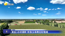 黄金3小时锁鲜 鲜食玉米种出好收成