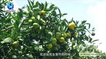 中国农资秀（2026-09-08）