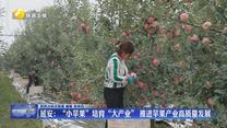 延安：“小苹果”培育“大产业” 推进苹果产业高质量发展