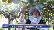 白露过后秋收忙 三秦田野好“丰”光