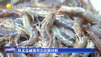 陕北盐碱地养出优质对虾