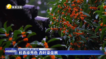 桂香添秀色 杏叶染金秋