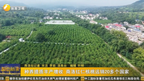 种养提质丰产增收 商洛红仁核桃远销20多个国家