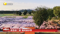 秋色染三秦 锦绣满乡野