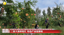 三秦大地秋收忙 特色产业促增收