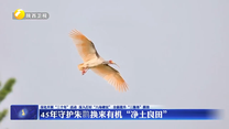 45年守护朱鹮换来有机“净土良田”