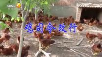 百家碎戏（2026-10-12）