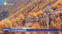 太白红杉染金秋