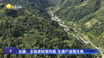 安康：全链条转型升级 生漆产业焕生机