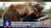 真相来了丨网传“新疆喀纳斯棕熊索食险酿大祸”是真的吗？