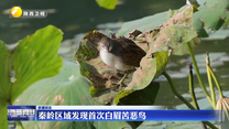 秦岭区域发现首次白眉苦恶鸟
