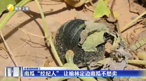南瓜“经纪人” 让榆林定边南瓜不愁卖