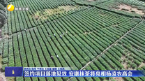 签约项目落地见效 安康抹茶将亮相杨凌农高会
