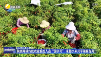 陕西两项传统农业系统入选“国字号” 米脂小米兴平辣椒在列