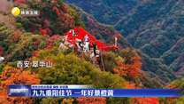 九九重阳佳节 一年好景橙黄