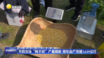 华阴农场 “吨半田”产量刷新 周年亩产突破1639公斤