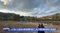 26只朱鹮在商洛会峪湿地野化放飞 朱鹮栖息地向秦岭东段延伸