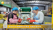 西安4万斤猕猴桃发往泰国 拓展东盟市场
