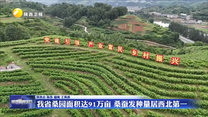 我省桑园面积达91万亩 桑蚕发种量居西北第一