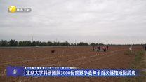北京大学科研团队3000份世界小麦种子首次落地咸阳武功