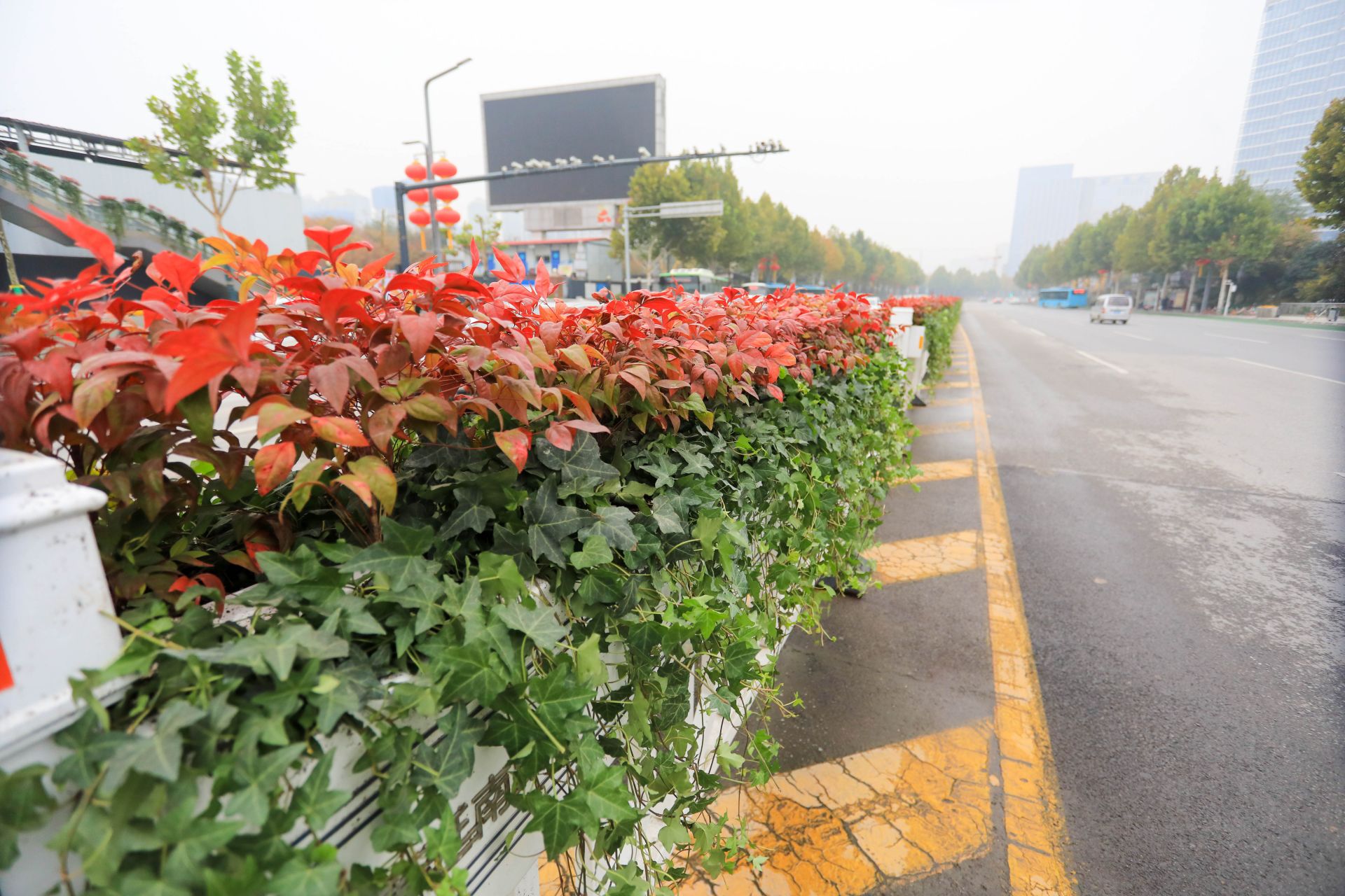 西安高新区:垂直绿化 让城市绿意"立"起来