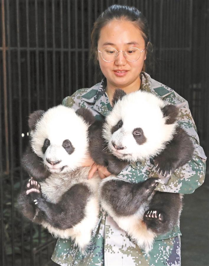 19岁的大熊猫珠珠已经是6个孩子的母亲.