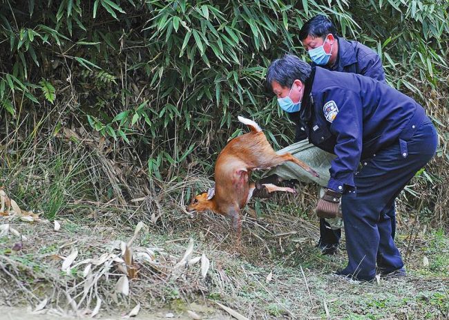 宁强:一只迷路的省级重点保护动物黄鹿干警放归巴山林区