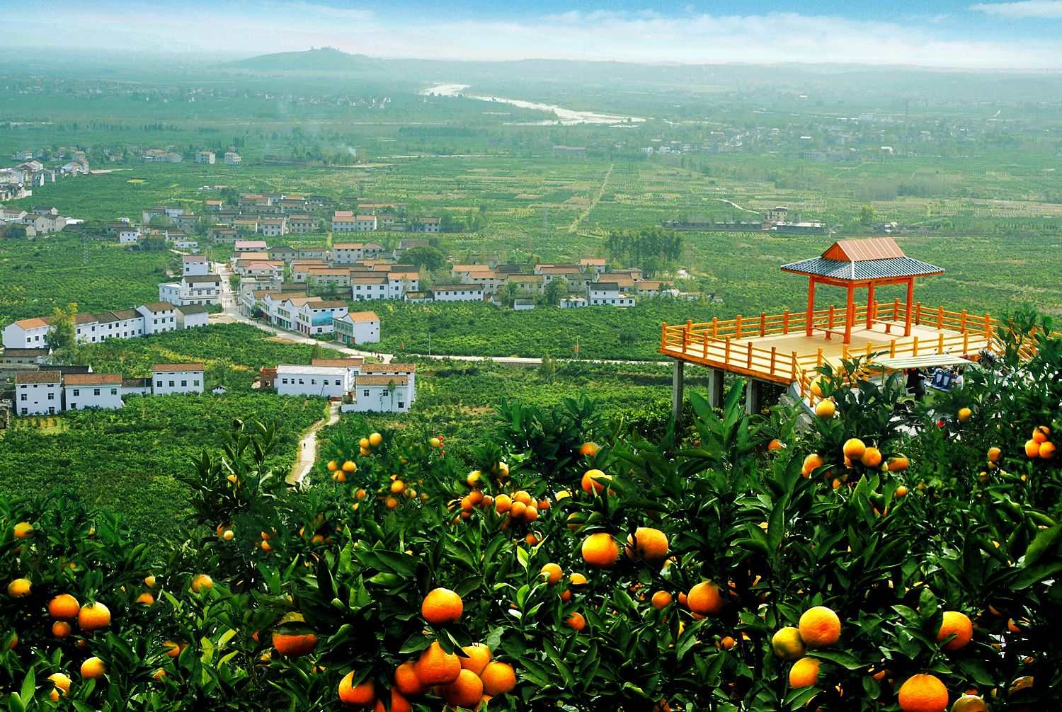 秦奋有新貌丨"茶果药菌"兴业增收 城固县摘掉贫困帽子