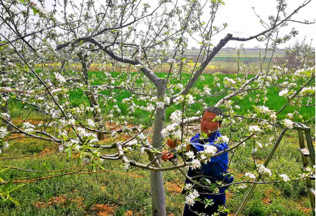 陕西彬州市:苹果园里疏花忙