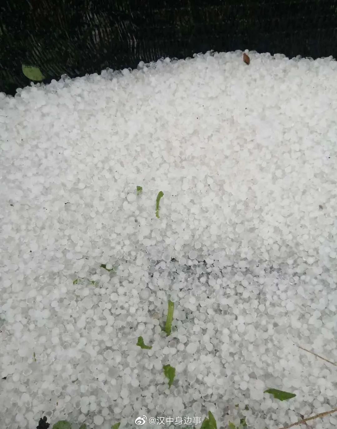 记者夏冰雹图片