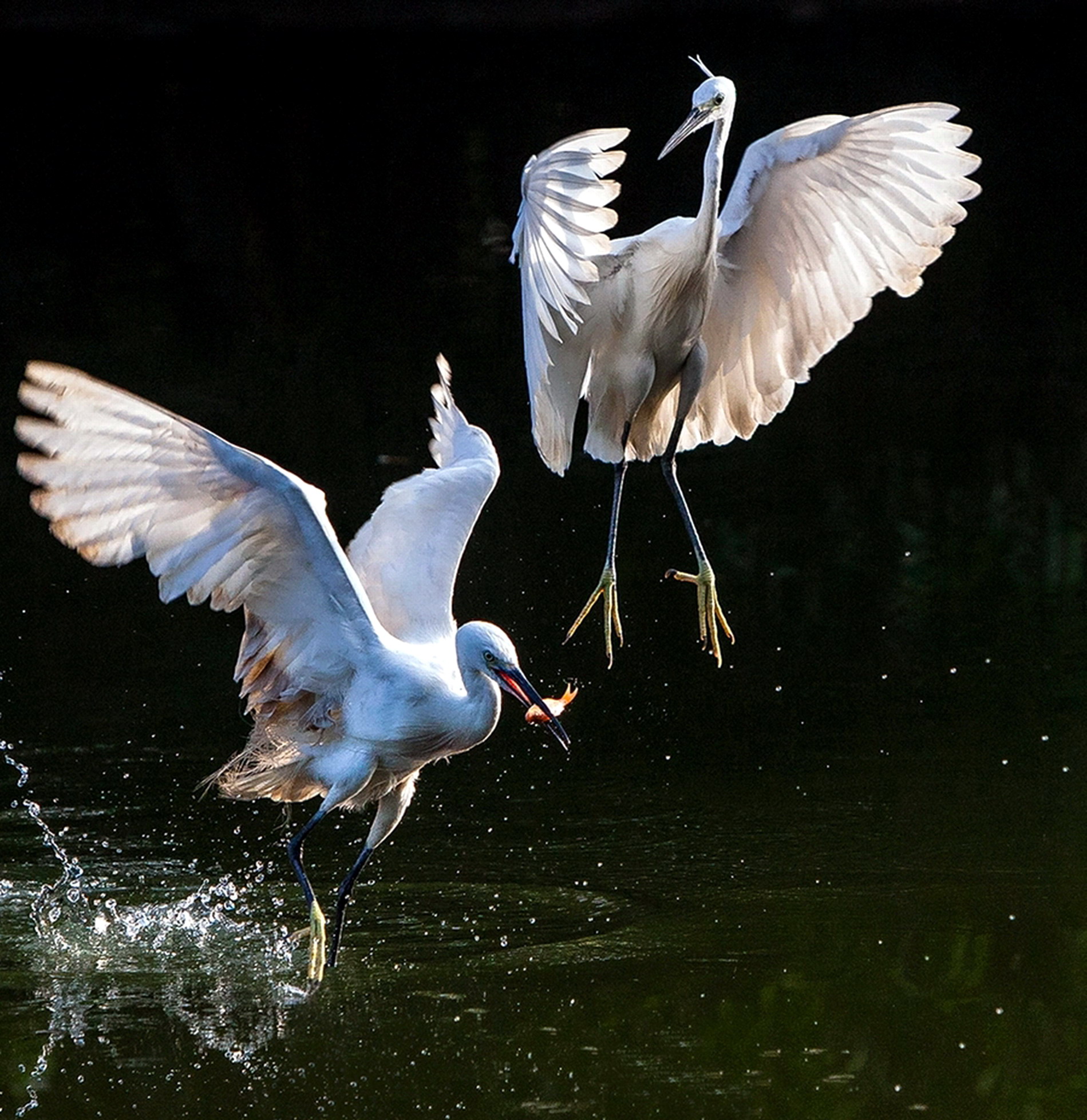 白鹭双舞. 林文钦 摄