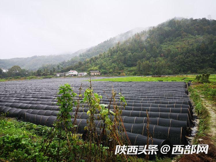 专家谈丨张涛:推动陕南秦巴山区乡村振兴要"强基健肌"