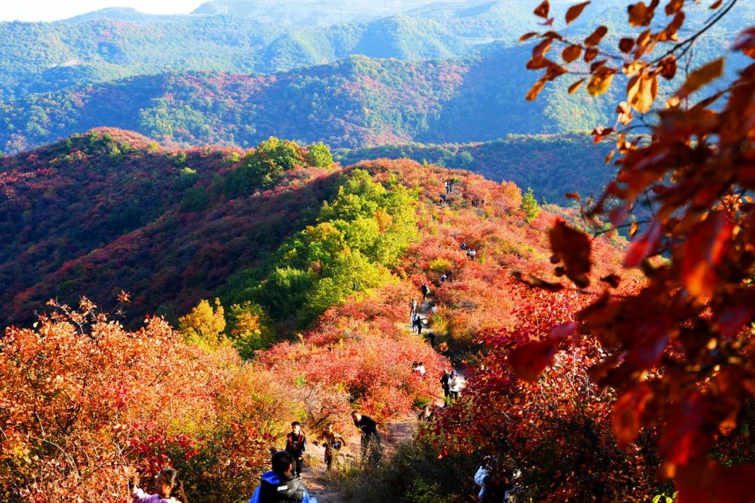 香山紅葉紅又紅