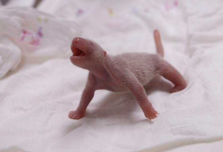 韩动物园,艺人方回应违规接触熊猫幼崽:防疫严格,节目停播