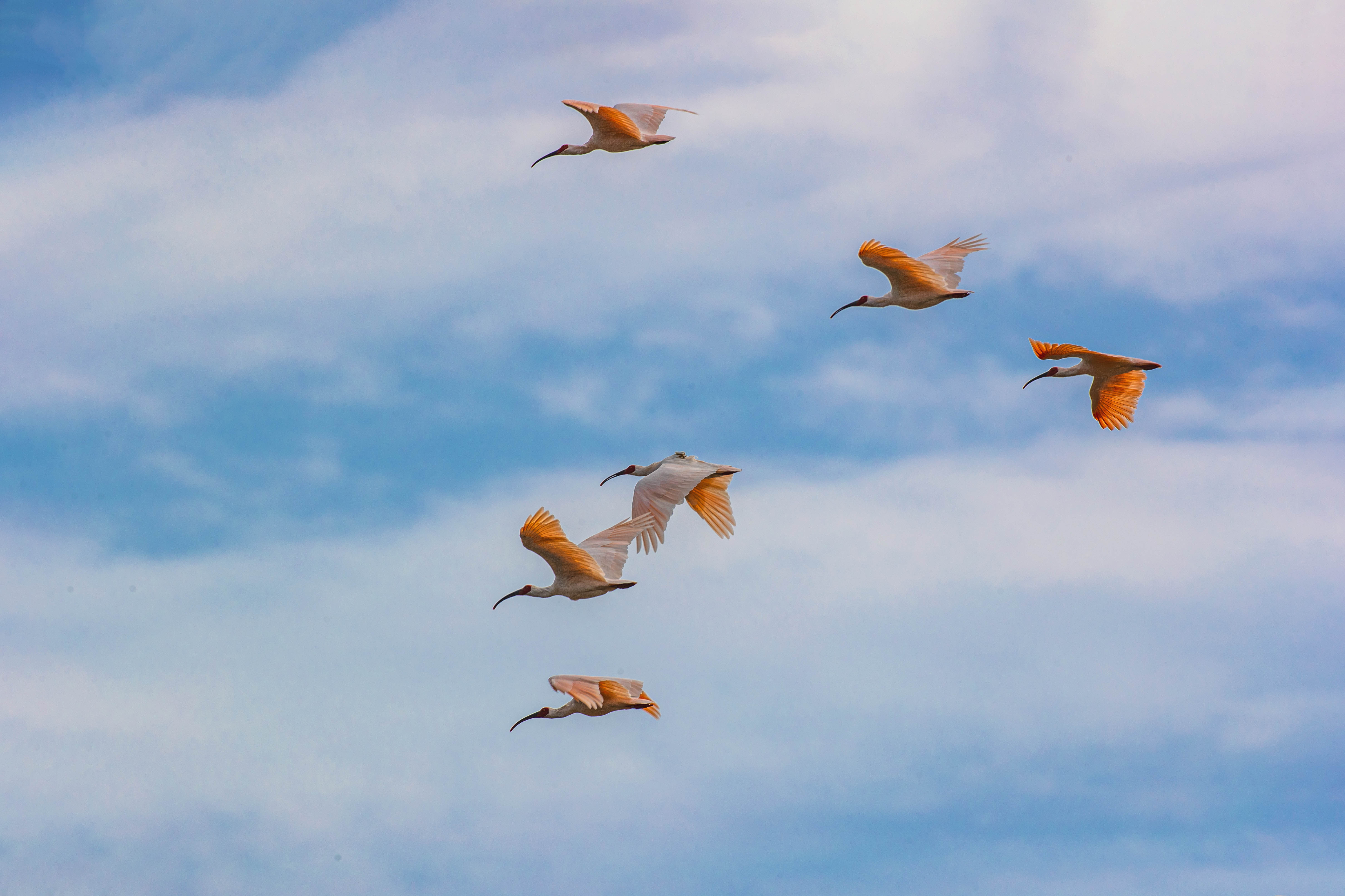 陕西铜川:美丽的"东方宝石"初冬舞翩跹