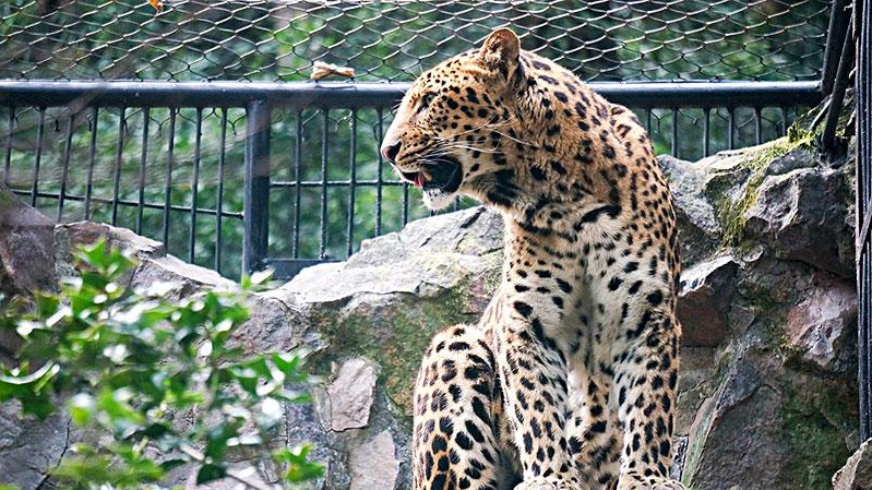 杭州野生动物园小豹子图片