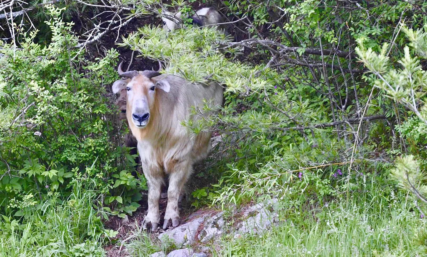 秦岭羚牛高山上的舞者