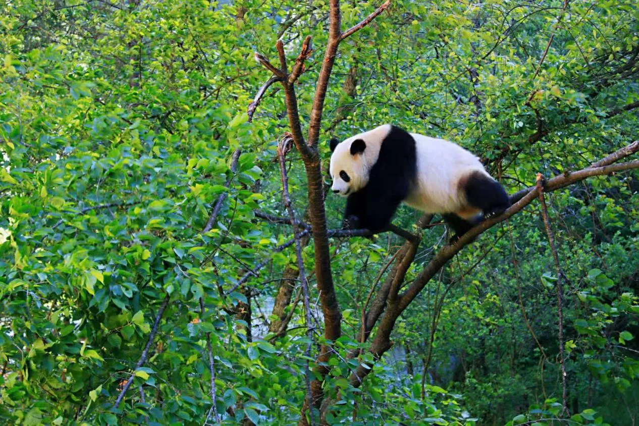 大熊猫国家公园位于中国西部地区,由四川省岷山片区,四川省邛崃山