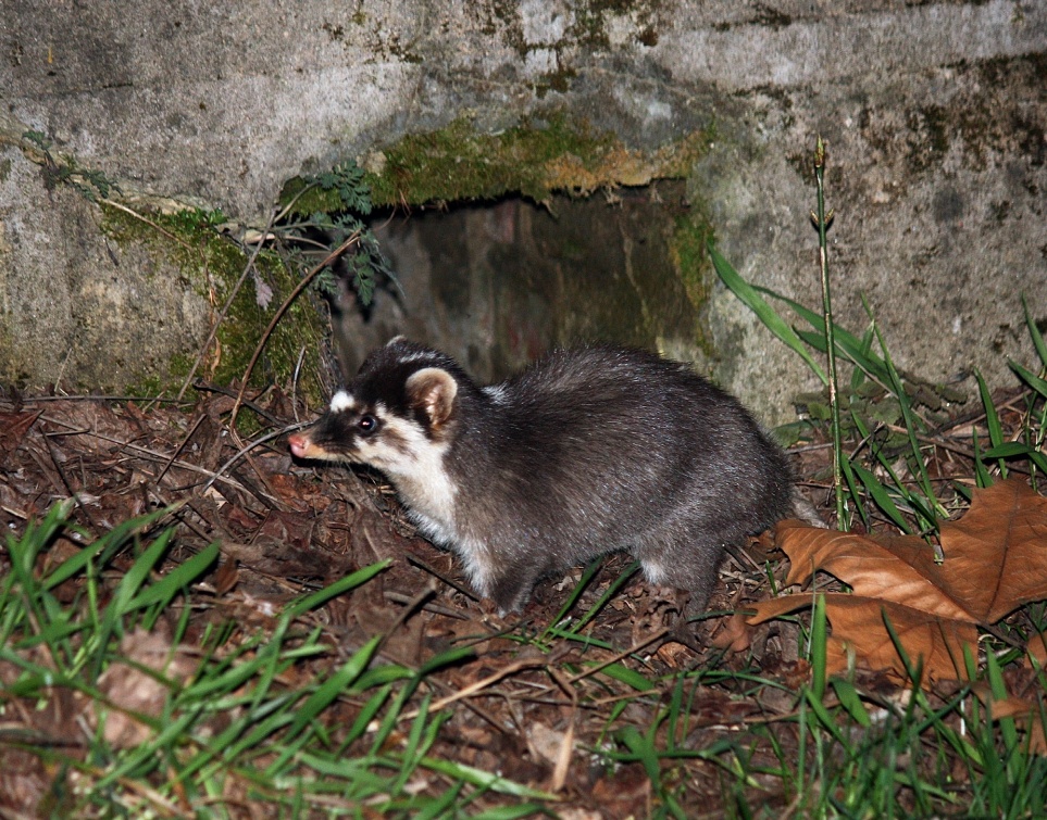 【秦嶺百科·動物】鼬獾