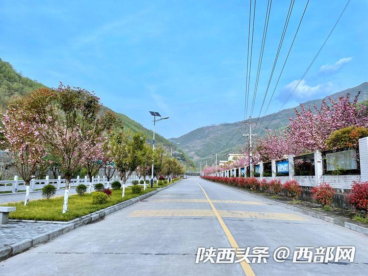 春天里的陕西旬阳市金寨镇樱花灿烂满枝头