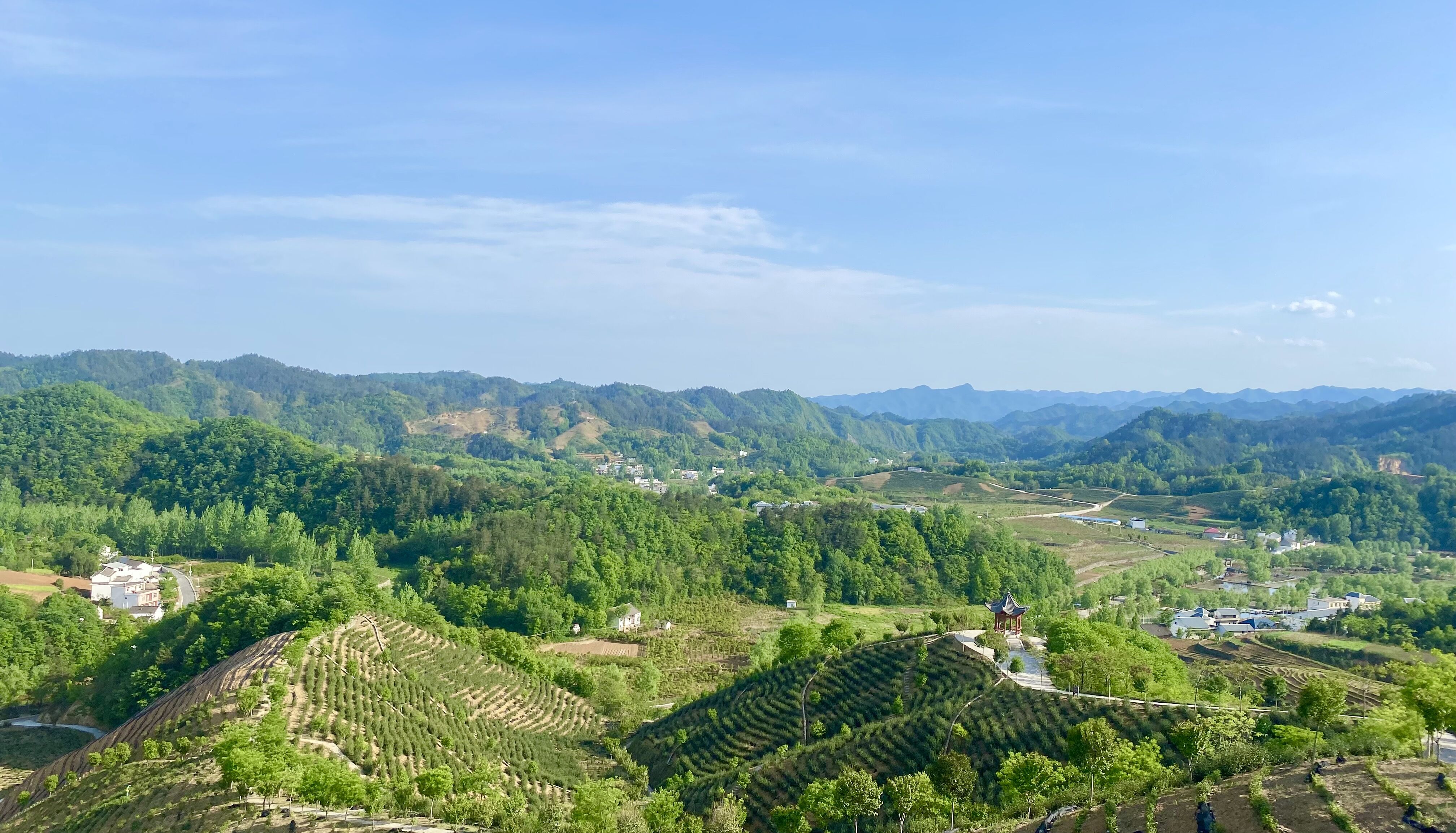 只此青绿商洛商南马泉山万亩茶园绘春景