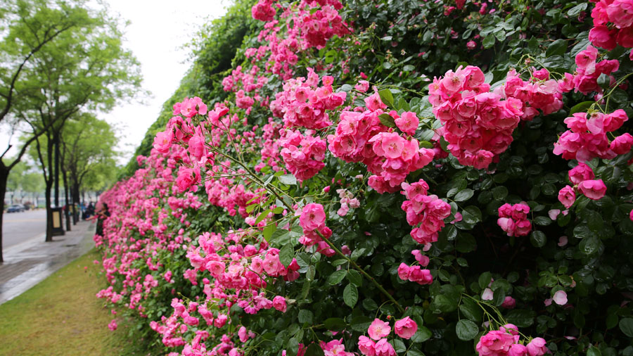 西安曲江池畔百米蔷薇花墙 吸引市民观赏拍照