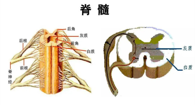 脊髓分布图图片